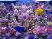 T5 Coral Light Fiji Purple 24W