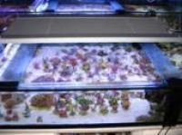 Preview: Coral Light T5 Lampe 8x54W